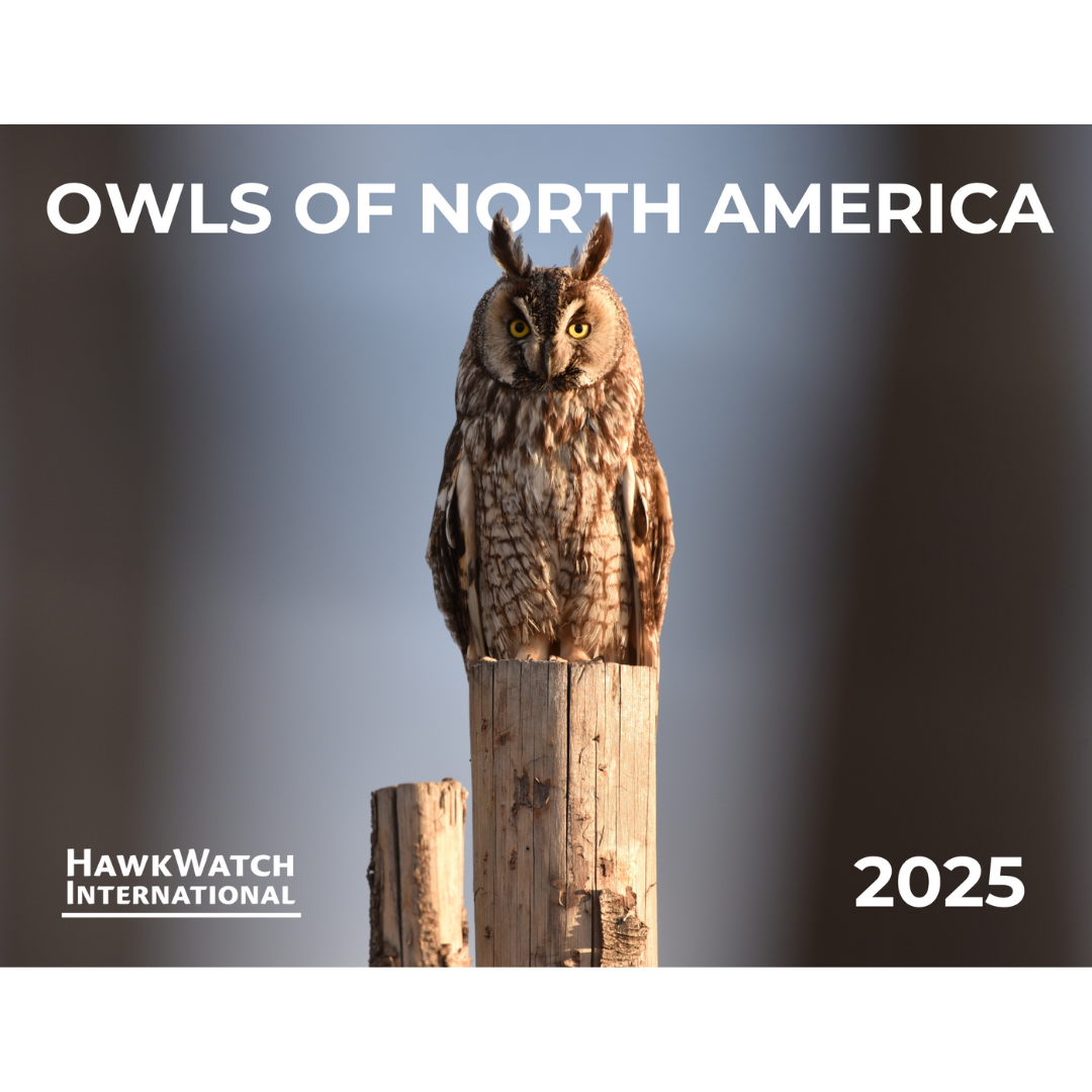 2025 Calendar