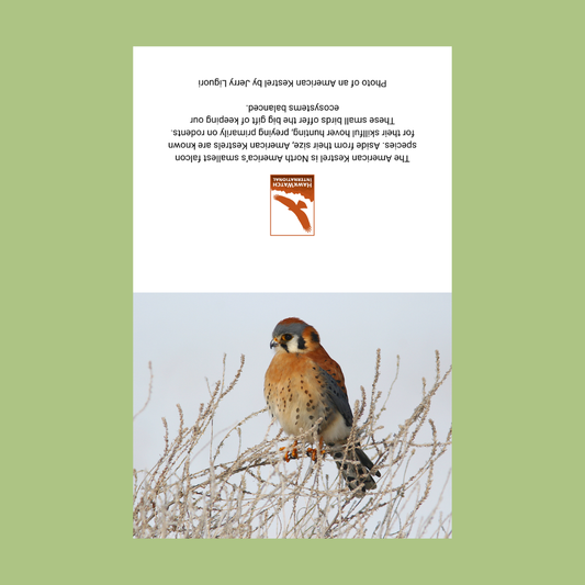 Jerry Liguori Raptor Greeting Cards (10 pack)