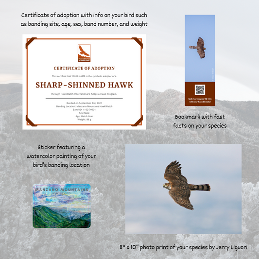 Sharp-shinned Hawk