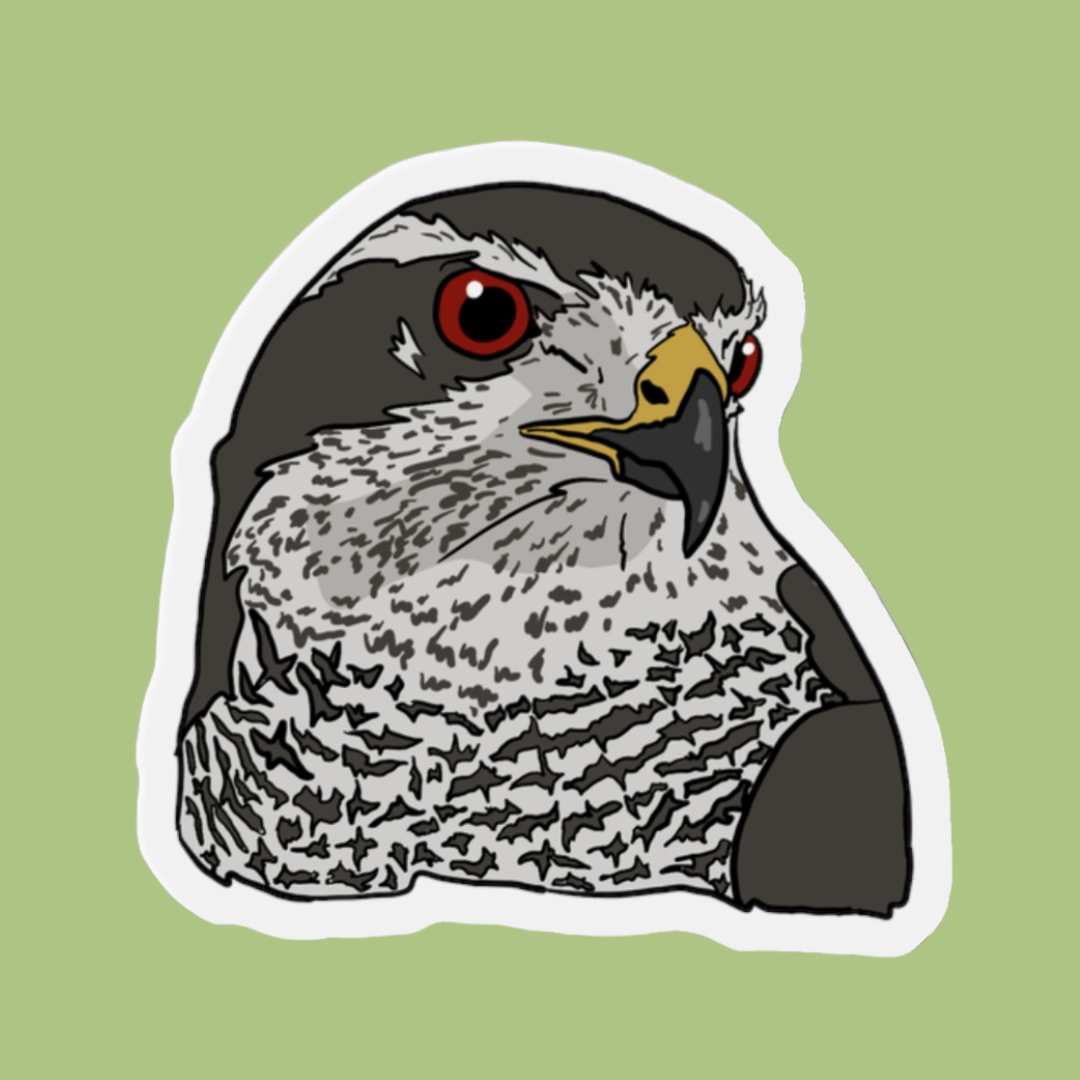 American Goshawk Magnet