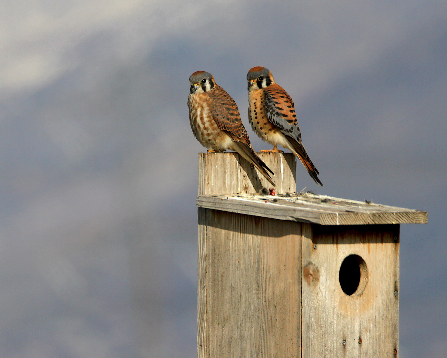 American Kestrel