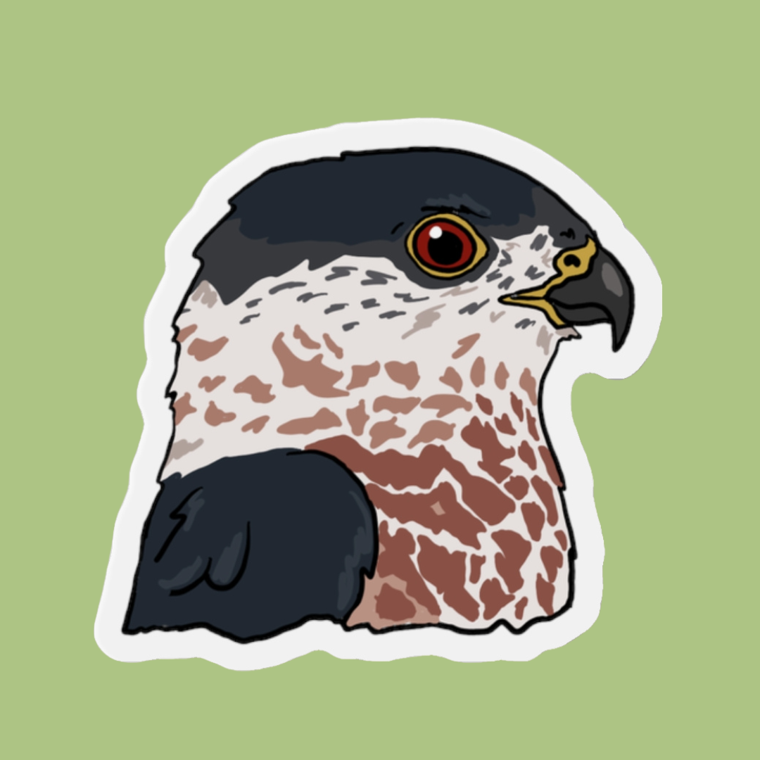 Cooper's Hawk Magnet