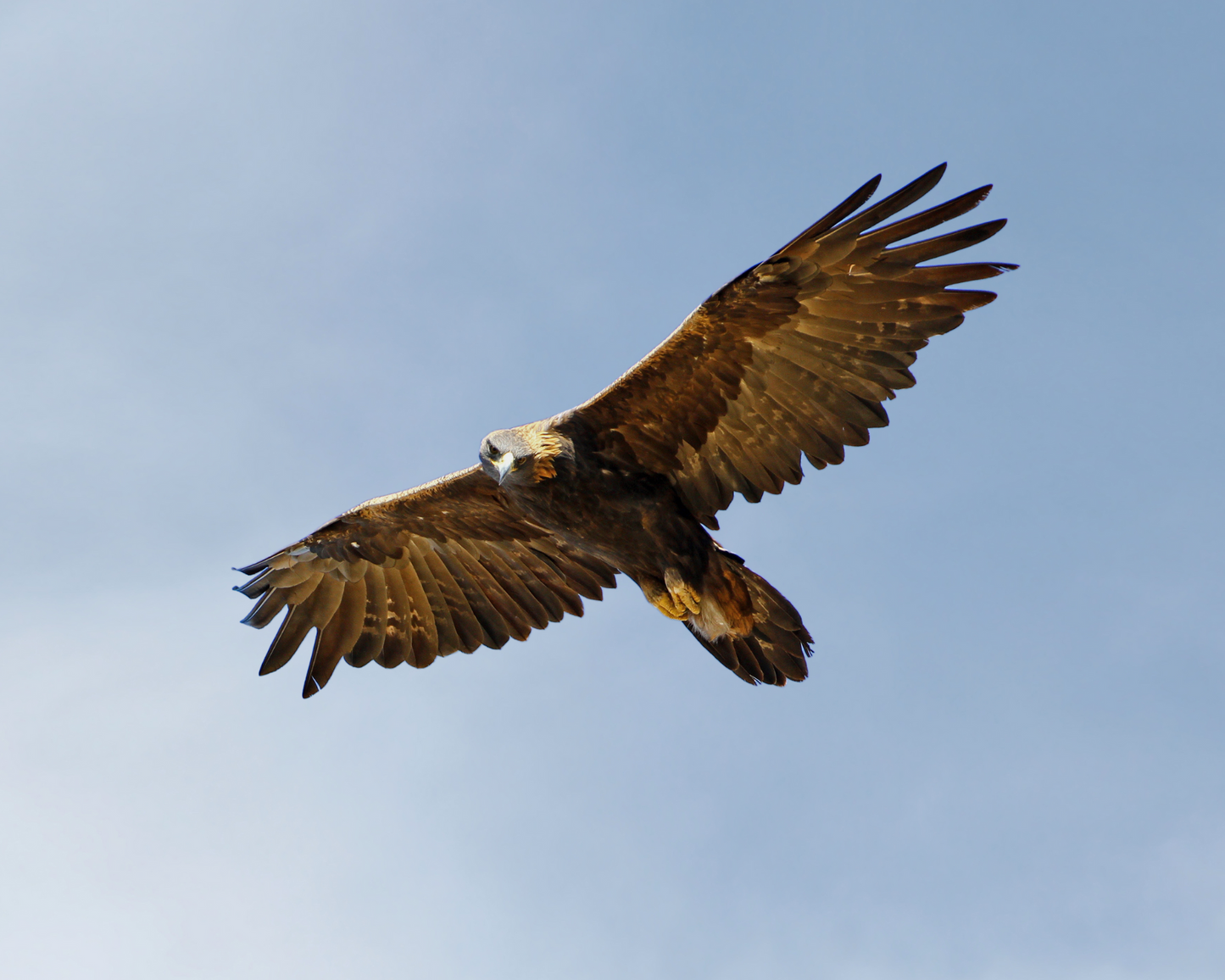 Golden Eagle