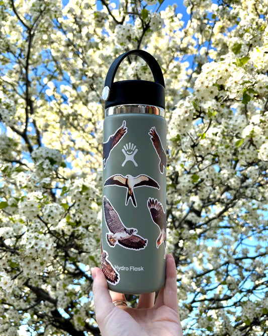 Raptors of Texas Sticker Pack