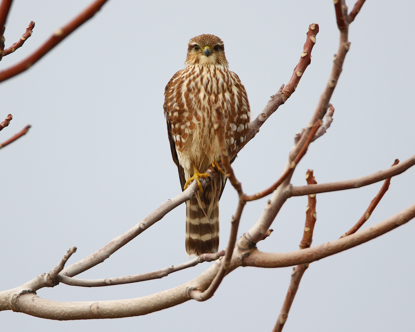 Merlin