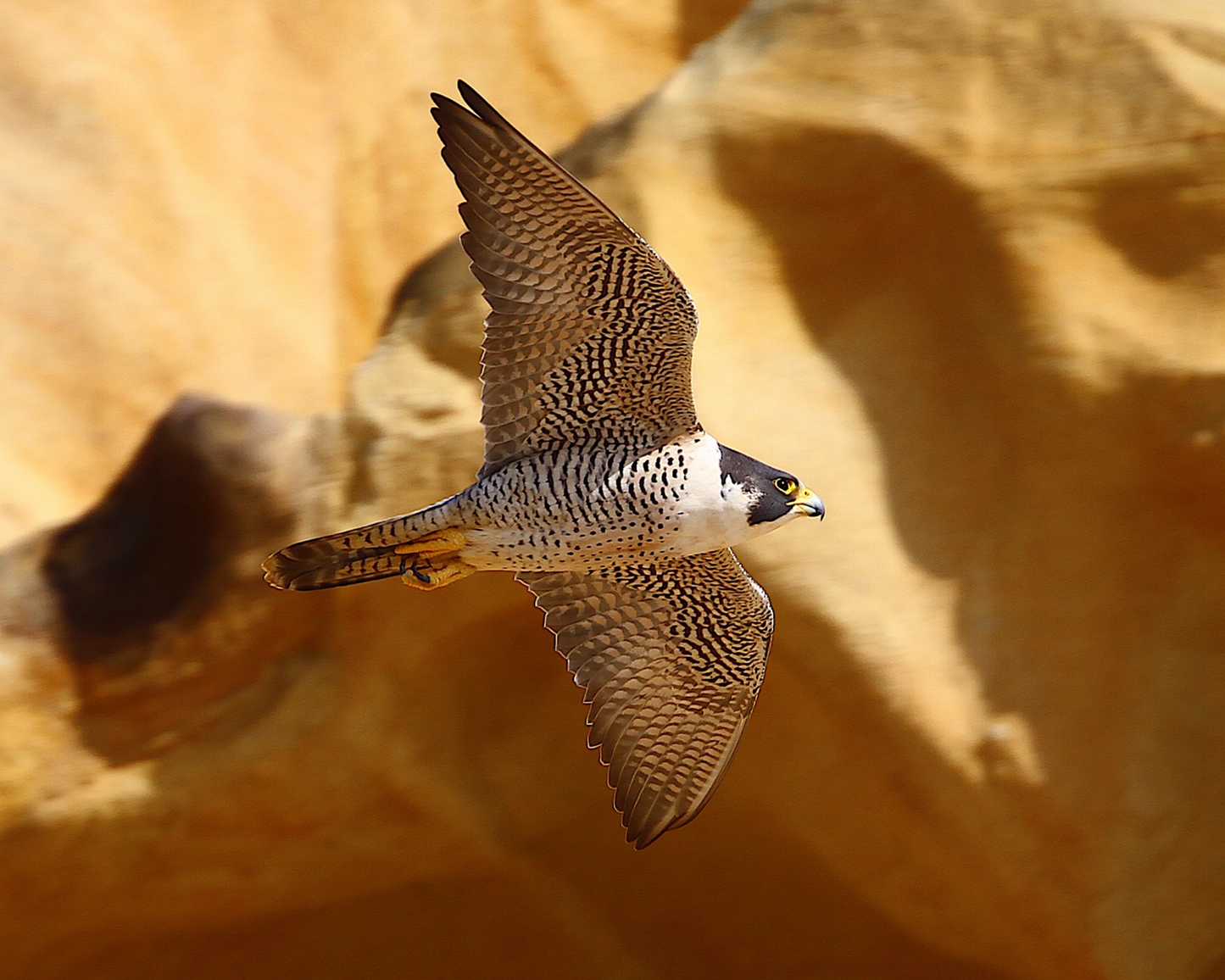 Peregrine Falcon