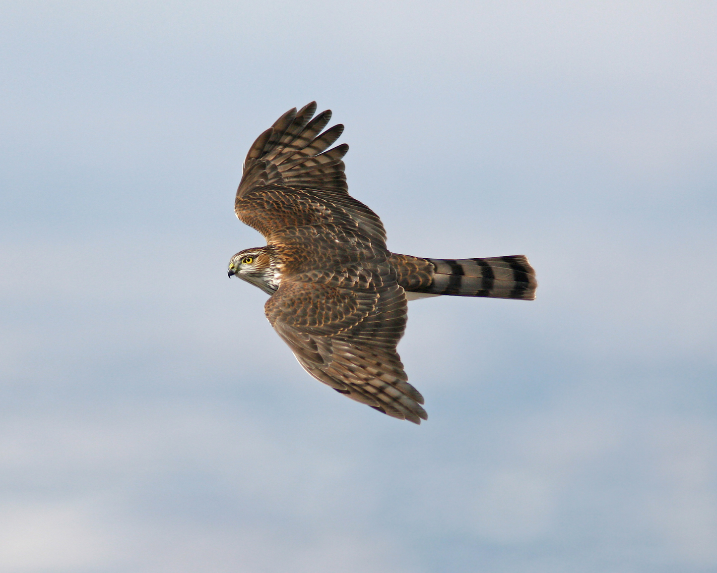 Sharp-shinned Hawk