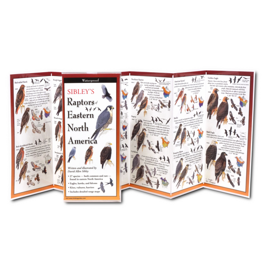Sibley’s Raptors of Eastern North America