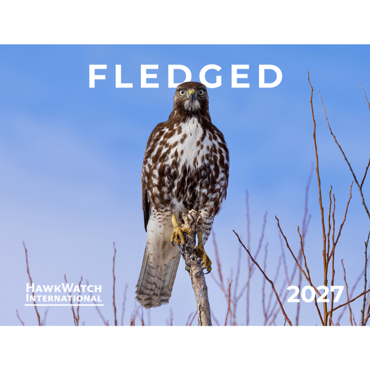 Cover of the 2027 HawkWatch International calendar with the title "fledged" featuring a juvenile Red-tailed Hawk