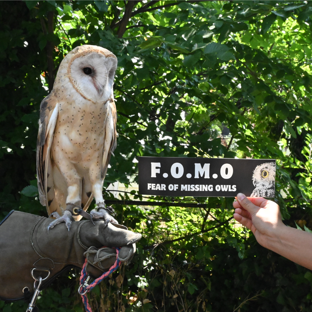 FOMO Bumper Sticker