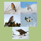 Jerry Liguori Raptor Greeting Cards (10 pack)