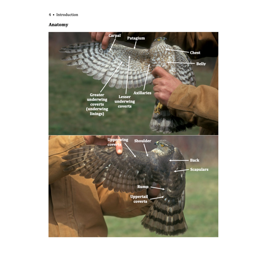 American Raptor In-hand Guide to Diurnal North American Raptors – HawkWatch International