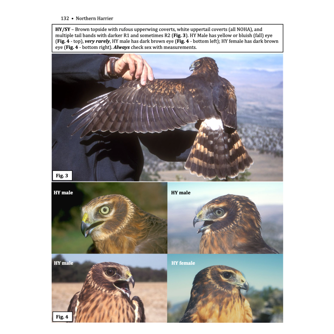 In-hand Guide to Diurnal North American Raptors