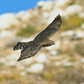 American Goshawk