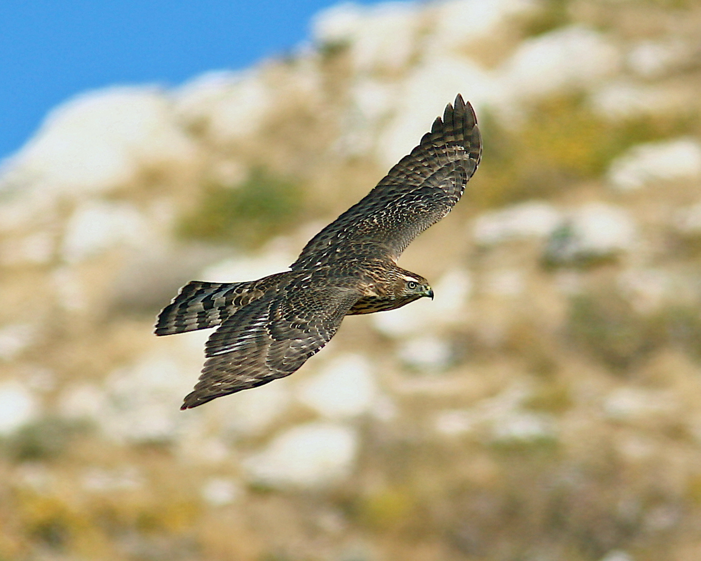 American Goshawk