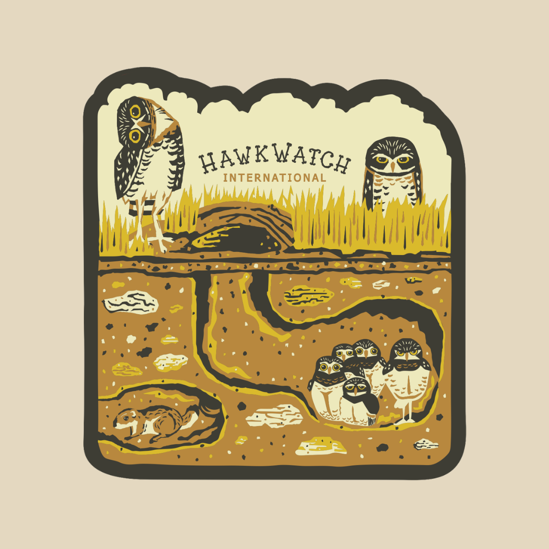 A sticker featuring an illustrated underground scene with two Burrowing Owls above ground and several owlets in a nest below. The text 'HAWKWATCH INTERNATIONAL' appears across the top.