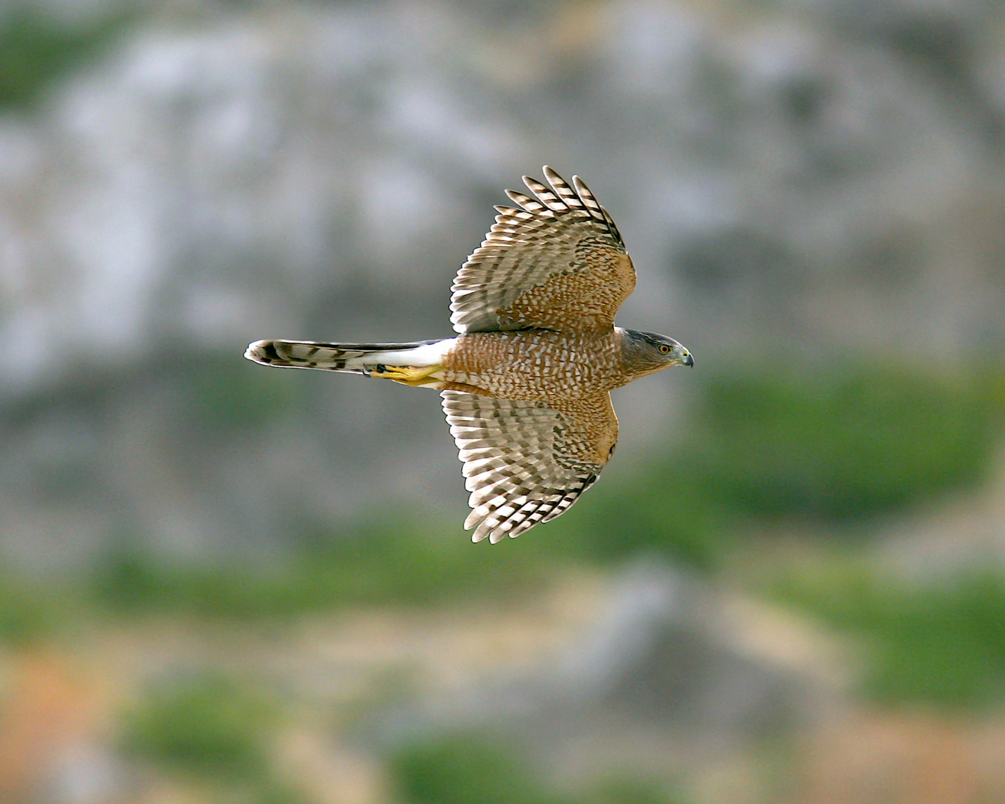 Cooper's Hawk