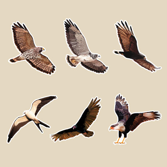 Raptors of Texas Sticker Pack