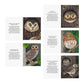 Owl cards front and back