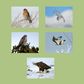 Jerry Liguori Raptor Greeting Cards (10-Pack)
