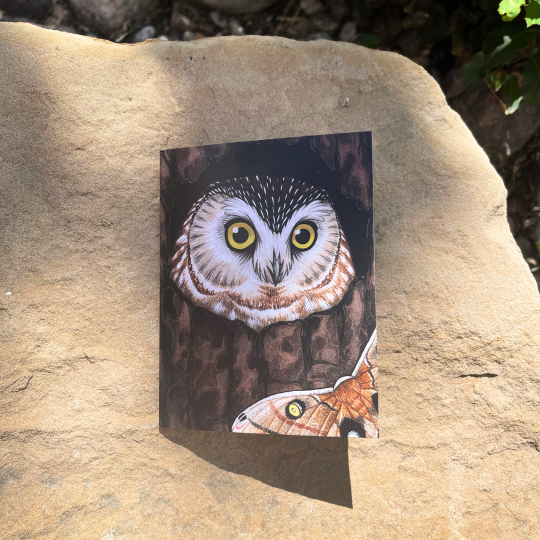 close up of Northern Saw-whet Owl card
