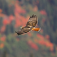 Red-tailed Hawk