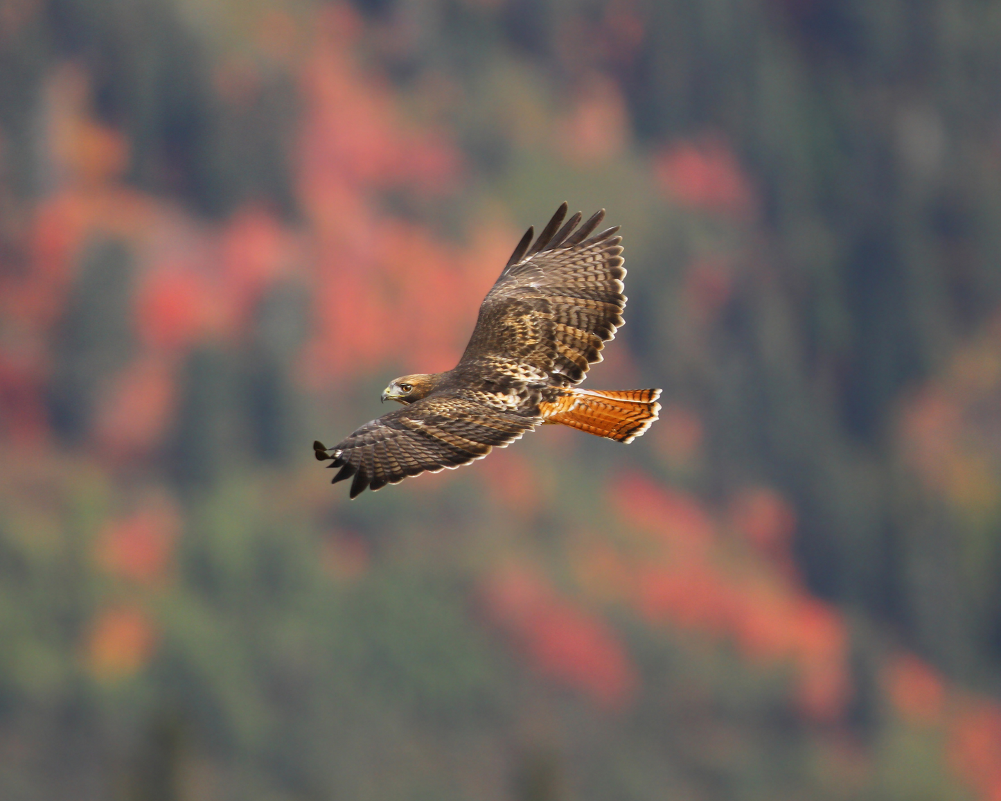 Red-tailed Hawk