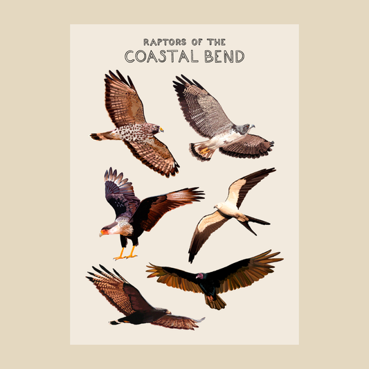 Raptors of the Coastal Bend Sticker Sheet