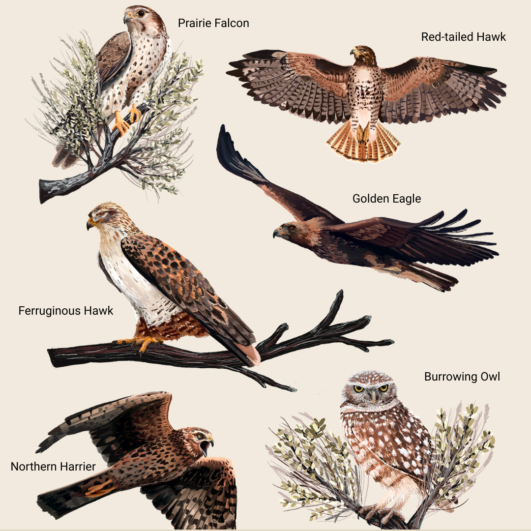 Hawk Watch Raptors Raptors of the Shrub-Steppe Sticker Sheet β HawkWatch International