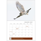 Sample spread from the 2027 HawkWatch International calendar for the month of Januar. Featuring a photo of a juvenile Sharp-shinned Hawk