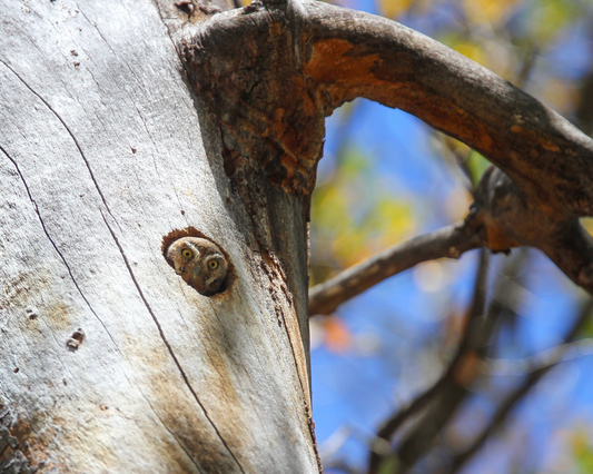 Elf Owl