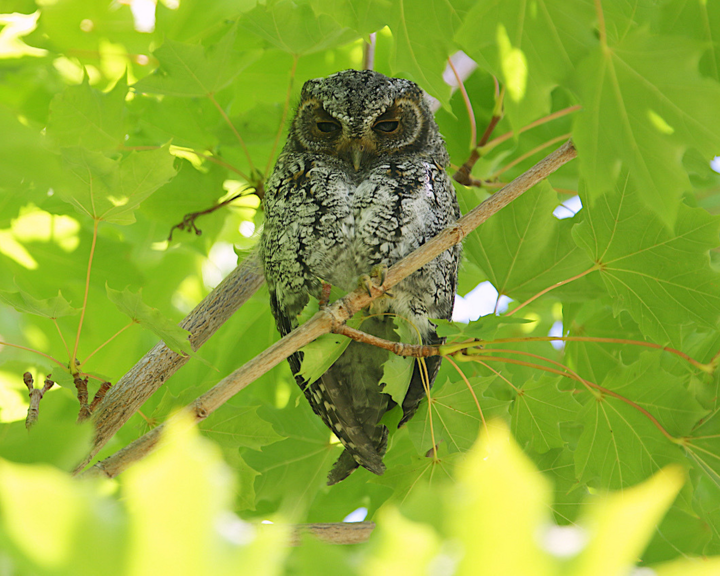 Flammulated Owl