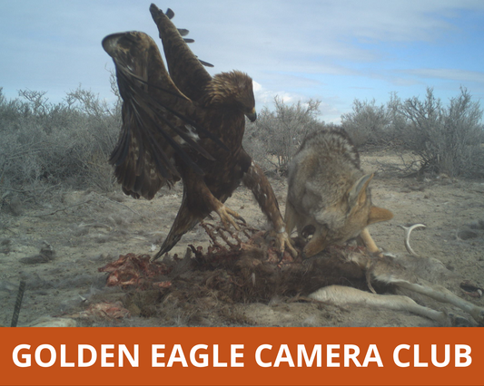 Golden Eagle Camera Club