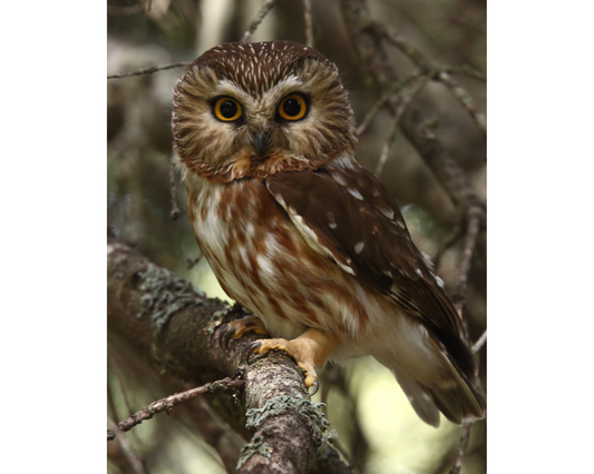 Northern Saw-whet Owl