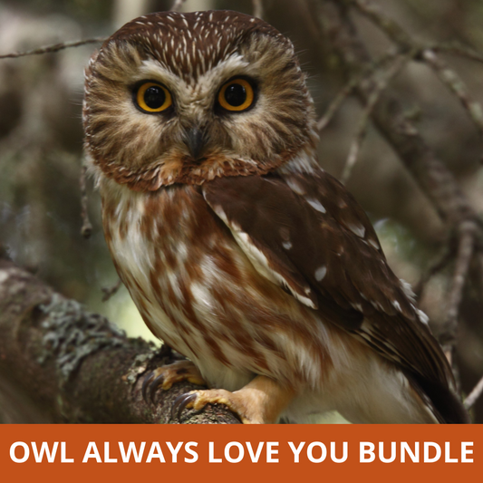 Owl Always Love You Bundle