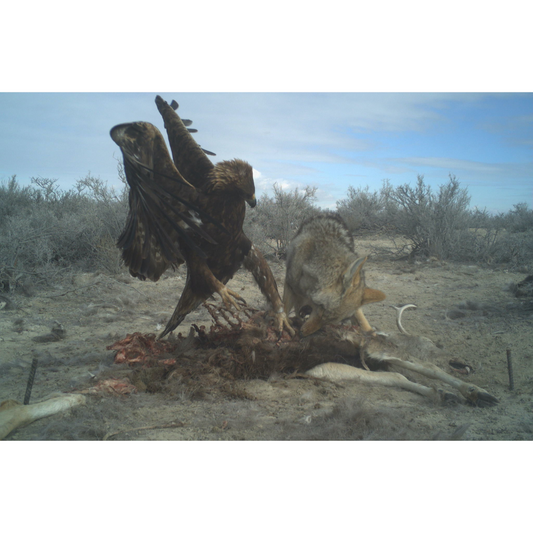 PRE-ORDER: Golden Eagle v Coyote Prints