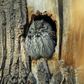 Western Screech-owl