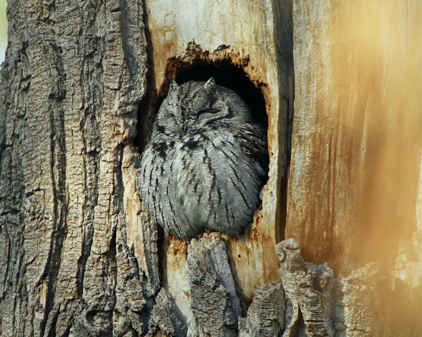 Western Screech-owl