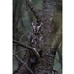 Whiskered Screech-owl