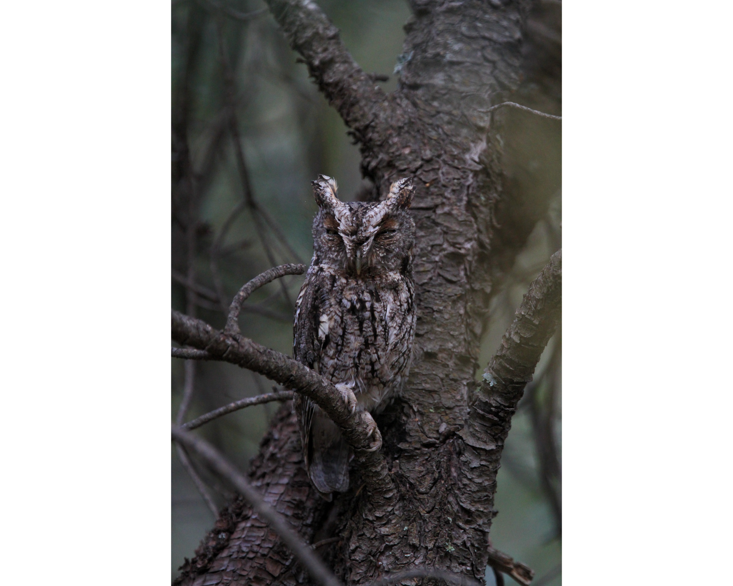 Whiskered Screech-owl