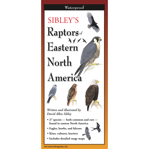 Sibley’s Raptors of Eastern North America
